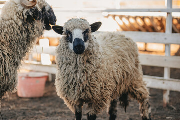 Welsh sheep in a pen on a farm
