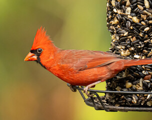 Male Northern Cardinal