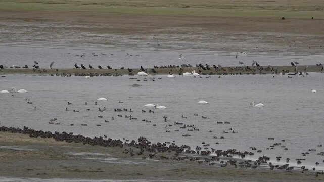 oiseaux d'eau en hiver sur un lac