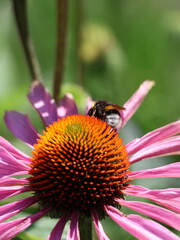A bee on an echinacea flower