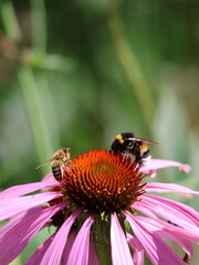 Two bees on an echinacea flower