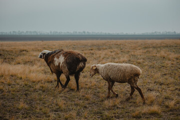 sheep and rams graze in the meadow