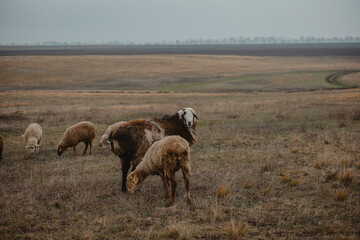 sheep and rams graze in the meadow