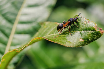 Macro photography of a black paper wasp on a leaf, captured in a forest in the eastern Andean mountains of central Colombia, near the town of Villa de Leyva.