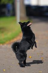 Active Schipperke dog posing outdoors standing up on its back legs on an asphalt in summer