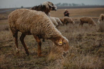 sheep and rams graze in the meadow
