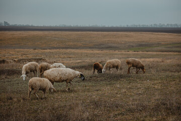 sheep and rams graze in the meadow