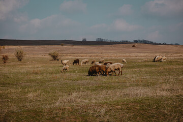 sheep and rams graze in the meadow