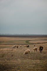 sheep and rams graze in the meadow
