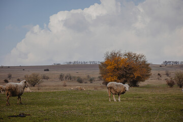 sheep and rams graze in the meadow