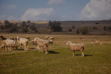 sheep and rams graze in the meadow