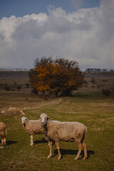 sheep and rams graze in the meadow
