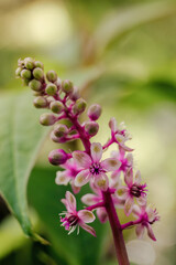 Macro photography of a cluster of pink pokeweed flowers, in a forest in the eastern Andean mountains of central Colombia, near the town of Villa de Leyva.