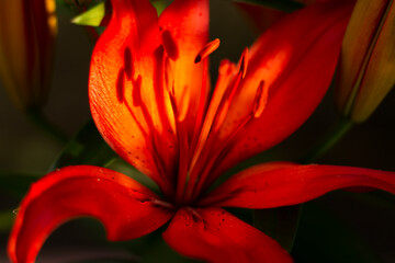 Obraz premium red lilies in the garden, lilies close-up