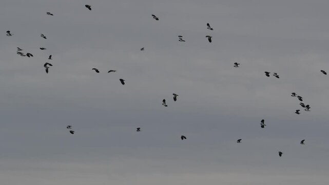 vol de vanneau hupp&eacute; (vanellus vanellus)