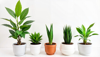 Fototapeta premium Indoor plants in decorative pots against white background