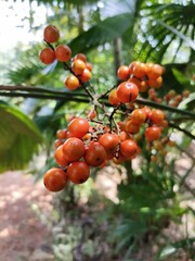 This is a photograph of a cluster of bright orange berries growing on a thin branch, with a blurred background of foliage.