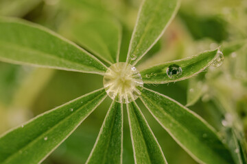 Macro photography of raindrops on leaves, in a farm in the eastern Andean mountains of central Colombia, near the town of Villa de Leyva.