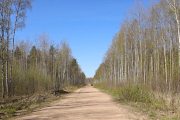 A wide dry sand path between birch trees.