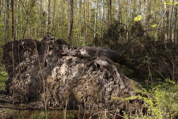 A tree torn out of the ground with a huge root.