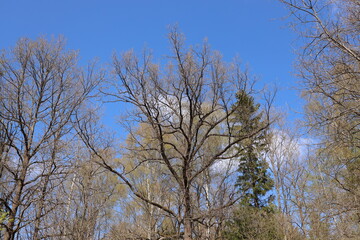 Large branching leafless tree in early spring in clear weather.