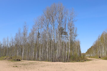 Birch grove in the steppe on yellow sand.