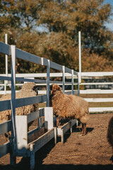 Ouessant sheep graze in a paddock on a farm 