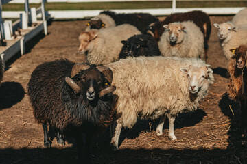 Ouessant sheep graze in a paddock on a farm 