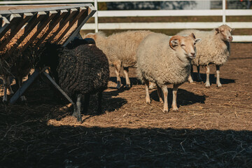 Ouessant sheep graze in a paddock on a farm 