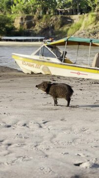 peccary pig on beach