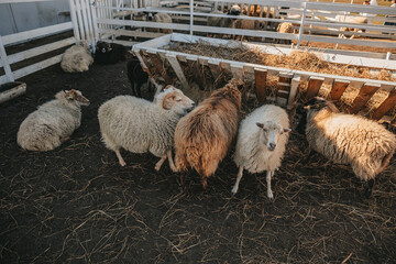Ouessant sheep graze in a paddock on a farm 