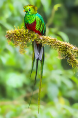 Resplendent quetzal (Pharomachrus mocinno), the largest trogon, male. Savegre, Costa Rica. Selective focus on bird's eye