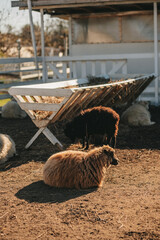 Ouessant sheep graze in a paddock on a farm 