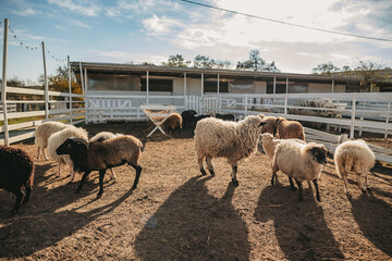 Ouessant sheep graze in a paddock on a farm 
