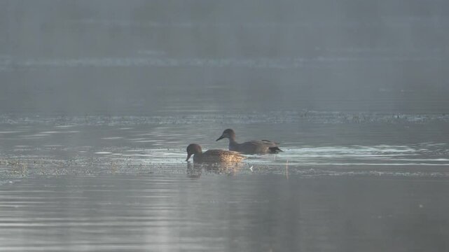 couple de canard chipeau (mareca strepera) se nourrissant dans la brume