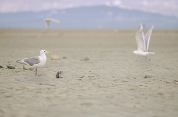 Beach Gulls