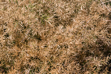 Dry Brown Foliage Texture Background.