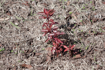 Purple Plum Tree newly sprouting in the spring from dead brown grass after cold winter.