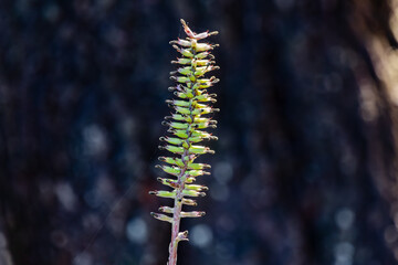 Strange but interesting exotic flower on blurred background. Aechmea Flower.