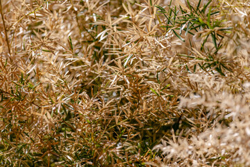 Asparagus Fern Turns Brown from Freezing Temperatures