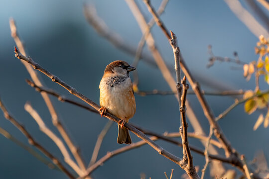 A House Sparrow perched on a fence