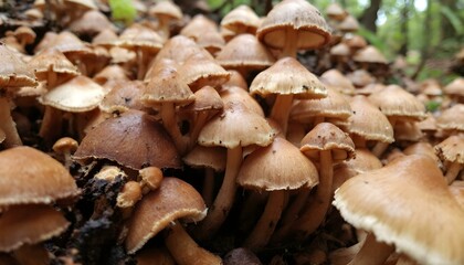 Close-up of forest mushrooms