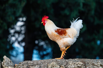 Colourful rooster walks on a stone wall