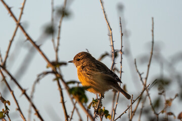 A European Stonechat perched on a fence