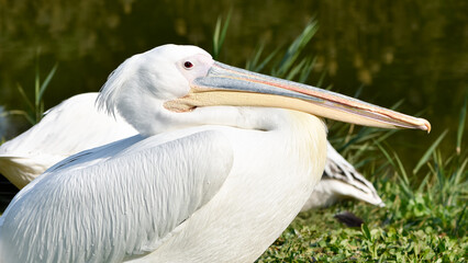 images of wild birds. pelican photos.