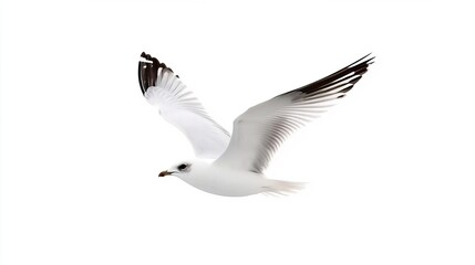 Obraz premium Elegant White Bird in Flight with Spreading Wings against White Background