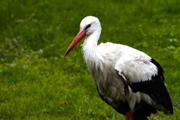 stork in the grass