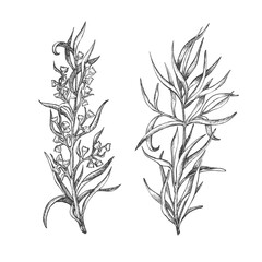 Sprigs of tarragon. Graphic illustration. Vector. Hand drawn ink sketch. Twigs for packaging Tarragon drink, menu, in sets of spices, compositions of seafood, meat dishes and salad