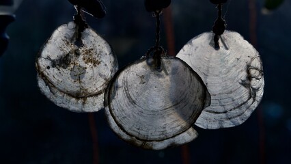 Ein Muschel Mobile durch das das Licht scheint.