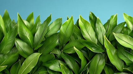 Obraz premium Lush Green Leaves Texture: A vibrant close-up showcasing a dense array of rich, green leaves, creating a lush and textured backdrop ideal for design projects. 